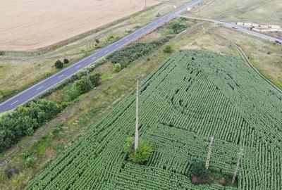 Teren de 18000 mp, în Becicherecu Mic - 5