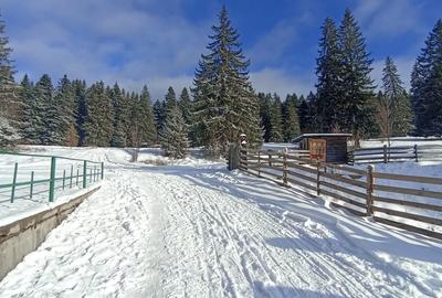 Teren Construcții intravilan de 900 mp, în Vlădeț - Trei Brazi - 9