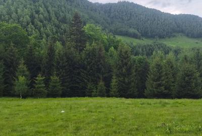 Teren de 300 mp, în Brădățel - 4