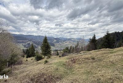 Teren de 10270 mp, în Sadova - 3