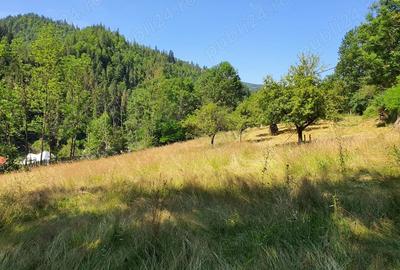 Teren de 3244 mp, în Scărișoara