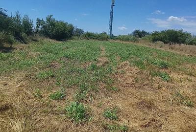 Teren de 1000 mp, în Copăceni - 3