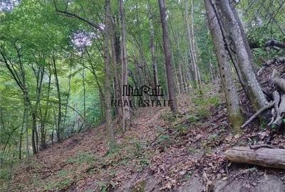 Teren de 19800 mp, în Baia de Criș