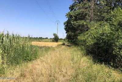 Teren Construcții extravilan de 11884 mp, în Moara Vlăsiei - 10