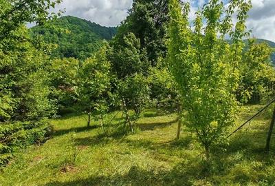 Teren de 800 mp, în Ibănești - 5