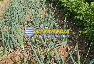 Teren Construcții intravilan de 1002 mp, în Ampoița - 1