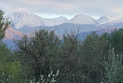 Teren de 6000 mp, în Cârnești - 3