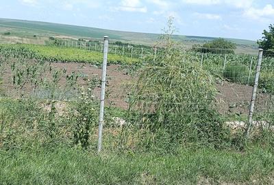 Teren de 2950 mp, în Unțeni - 5