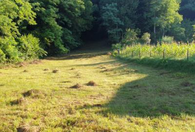 Teren 7000mp Pucioasa - Zona Pitoreasca - 4