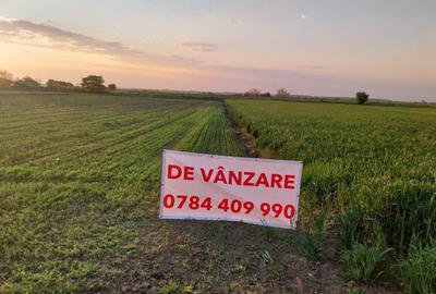 DÂRZA - TEREN INTRAVILAN - 4