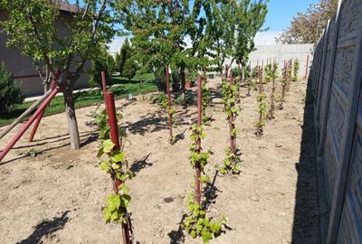 Casă cu 3 camere cu Teren 1000 Mp în Copăceni - 3
