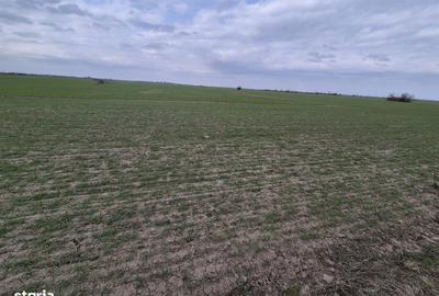 Teren de 13852 mp, în Domnești - 4