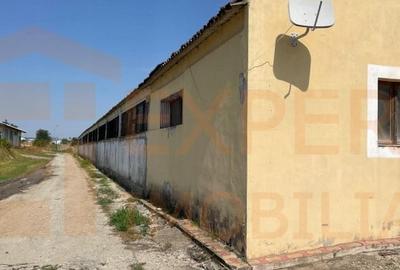 Hala situata in Ovidiu - 11