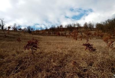 Teren extravilan de 2240 mp, în Crușovița - 3