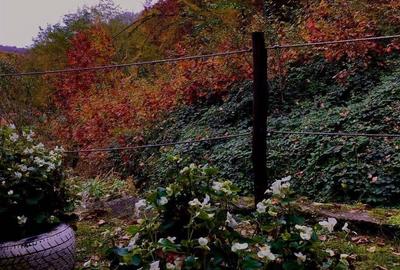 Teren pentru investitii 11.000 mp - 27