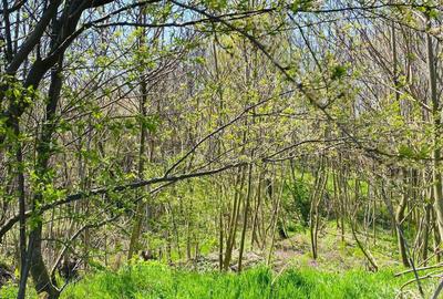 Spațiu comercial, în Central