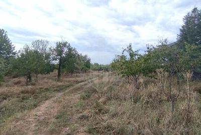 TEREN PAULESTI//17211 MP// INTRAVILAN - 2