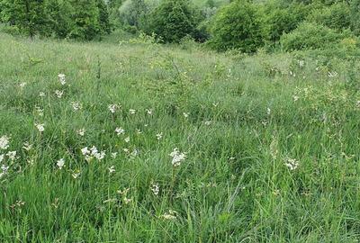 Teren de 8700 mp, în Calea Caransebeșului - 4