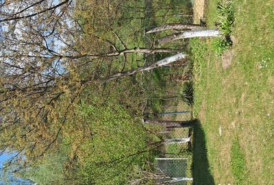 Teren de 10000 mp, în Tomșani - 15