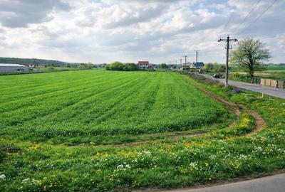 Teren agricol intravilan de 7811 mp, în Ciolpani - 6