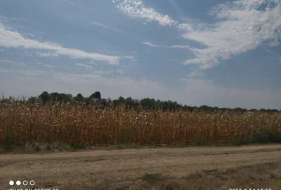 Teren de 3400 mp, în Daia - 6