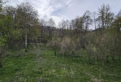 Teren de 3320 mp, în Provița de Sus - 4