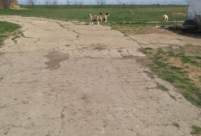 Teren de 95000 mp, în Cerneteaz - 13