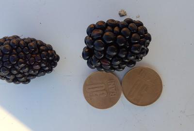 Teren de 60000 mp, în Albina - 2