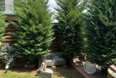 Duplex cu 5 camere cu Canalizare în Tunari - 4