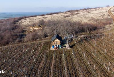 Spațiu comercial, în Covăsinț - 11