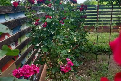 Camera de inchiriat - 2