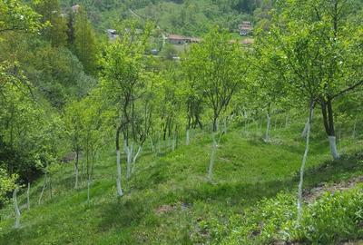 Teren de 9000 mp, în Pogara - 3