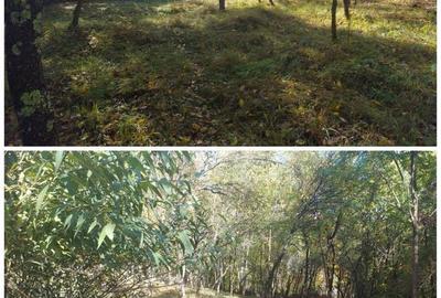 Teren de 3500 mp, în Berevoești - 5