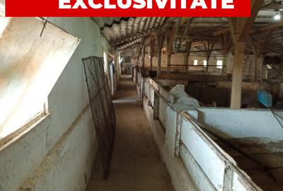 Spațiu comercial, de 317 mp, în Nădlac - 5