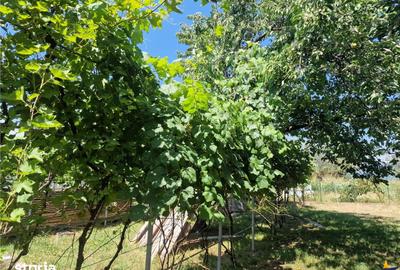 Casă cu 3 camere cu Teren 2000 Mp în Izvoarele - 11