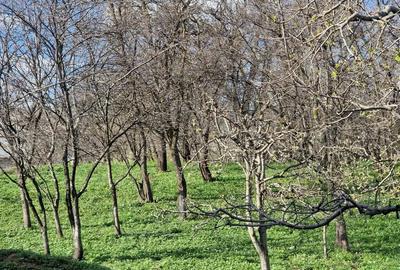 Vand casa cu ?ura ?i gradina in Bosanci, Suceava