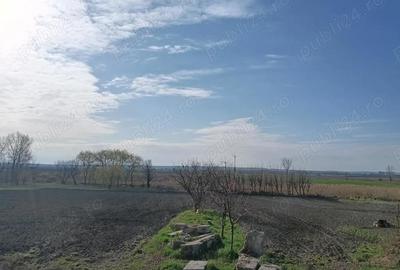 Casă cu 3 camere cu Teren 2800 Mp în Tarcea - 8