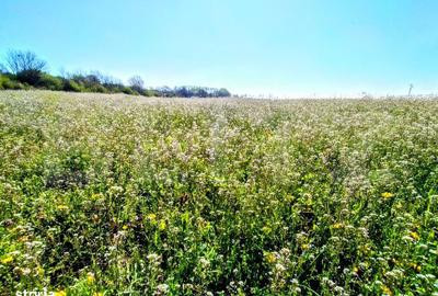 Teren de 29600 mp, în Șimnicu de Sus - 9