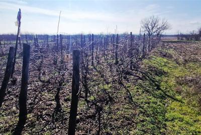 Casă individuală cu 3 camere cu Canalizare în Brădești - 15