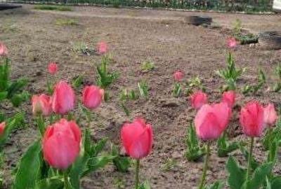 Casă cu 4 camere în Grivița - 8