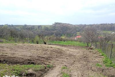Teren de 1587 mp, în Rădășeni - 3