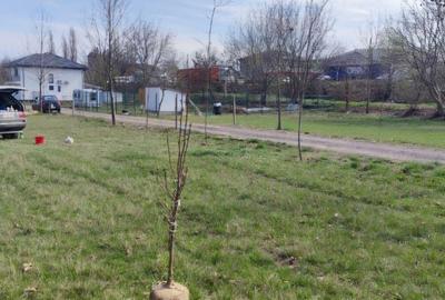 Teren de 800 mp, în Joița - 15