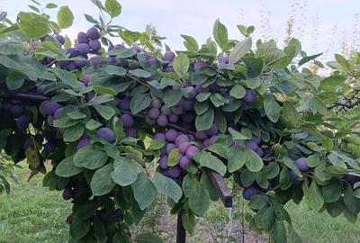 Casă cu 4 camere cu Teren 3000 Mp în Cermei - 5