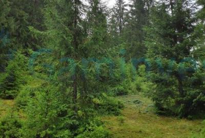 Teren de 2220 mp, în Arieșeni - 4