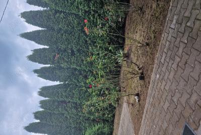 Casă cu 3 camere cu Teren 800 Mp în Sâncraiu de Mureș - 8