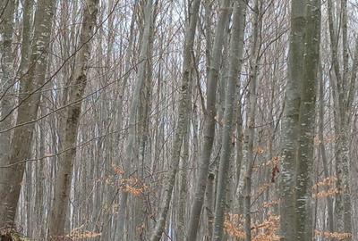 Teren de 30000000 mp, în Exterior Vest - 4