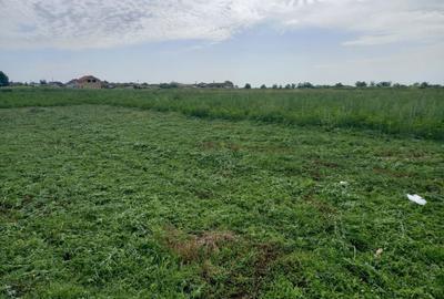 Teren de 804 mp, în Peciu Nou - 3