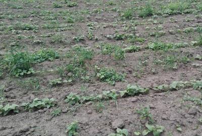 Teren de 35000 mp, în Exterior Vest - 6