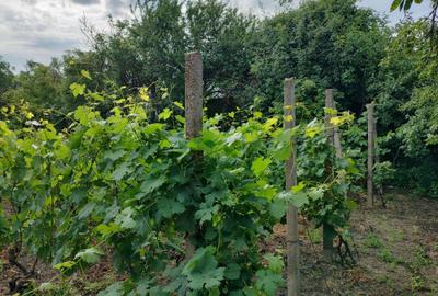 Teren de 1600 mp, în Breaza - 1