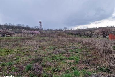 Spațiu comercial, în Paleu - 3